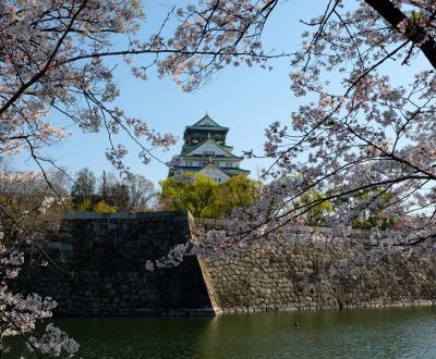 Chateau d'Osaka, vue sur les cerisiers en fleur et le donjon