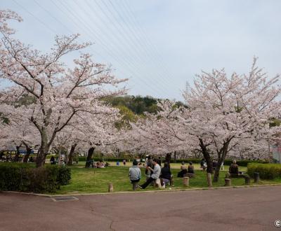 Parc Settsukyo (Osaka), espace Sakura Square avec les cerisiers en fleurs au printemps