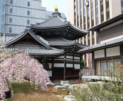 Rokkaku-do (Kyoto), pavillon hexagonal et cerisier pleureur au printemps