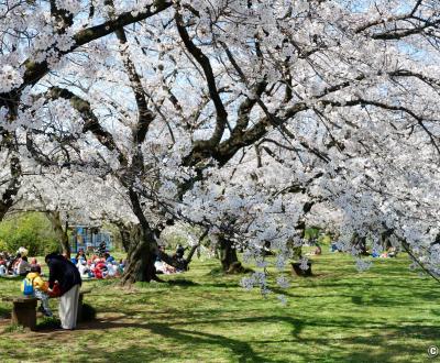 Jardin botanique de Koishikawa (Tokyo), pique-nique sous les cerisiers en fleurs au printemps