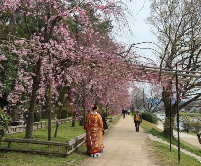 Chemin Nakaragi (Kyoto), séance de photos de mariage traditionnel pendant la floraison des cerisiers pleureurs 