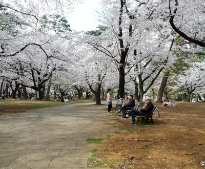 Parc d'Omiya (Saitama), balade sous les cerisiers en fleurs au printemps
