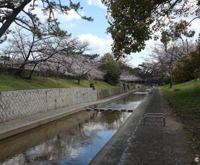 Parc Shukugawa (Hyogo), vue sur la rivière bordée de cerisiers et de pins
