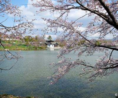 Parc Tsurumi Ryokuchi, étang Oike et cerisiers en fleurs