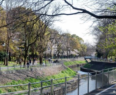 Zenpukuji-gawa (Tokyo), rivière bordée de cerisiers en fleurs au printemps