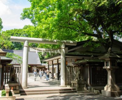 Nogi-jinja (Tokyo), porte Torii et pavillons du sanctuaire au printemps