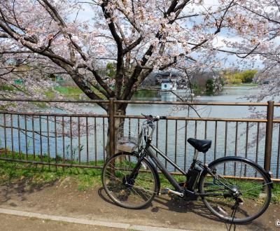Parc Tsurumi Ryokuchi (Osaka), vélo citadin et électrique sous les cerisiers en fleurs