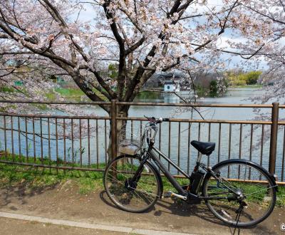 Parc Tsurumi Ryokuchi (Osaka), vélo citadin et électrique sous les cerisiers en fleurs