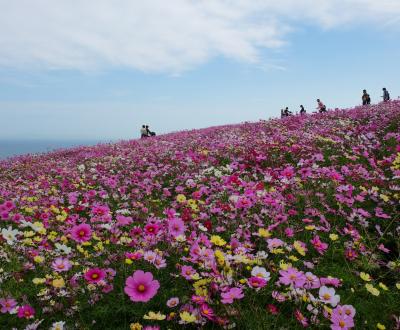 Awaji Hanasajiki, champs de fleurs cosmos en automne 