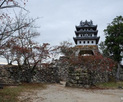 Château de Sumoto (Awaji), donjon reconstruit et cerisiers en automne