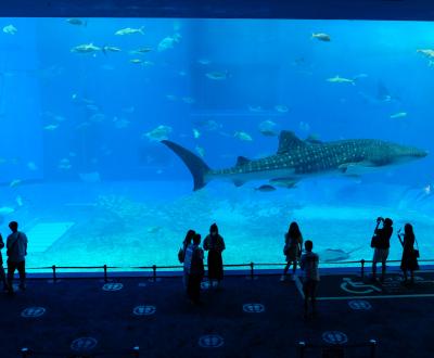 Aquarium Churaumi (Okinawa), grand bassin Mer de Kuroshio avec requin-baleine