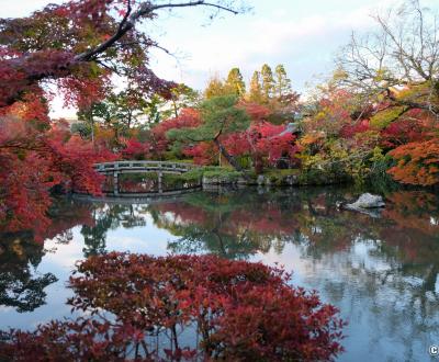 Eikan-do (Kyoto), Vue sur l'étang et les momiji au pic de l'automne