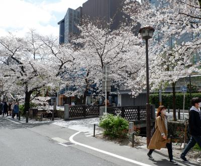 Kiyamachi-dori (Kyoto), cerisiers en fleurs le long du canal Takase