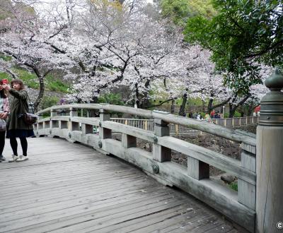 Oji (Tokyo), parc Otonashi Shinsui Koen et floraison des cerisiers japonais