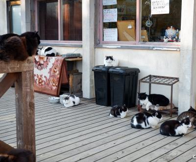 Tashirojima (Ishinomaki), chats à l'entrée du café-boutique Shima no Eki 