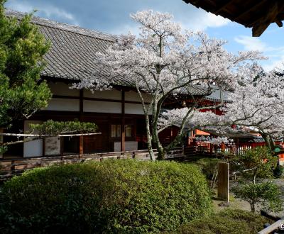 Bishamon-do (Kyoto), pavillon Reiden du temple et cerisiers en fleurs