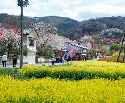 Parc Hanamiyama (Fukushima), champs de colza et cerisiers en fleurs