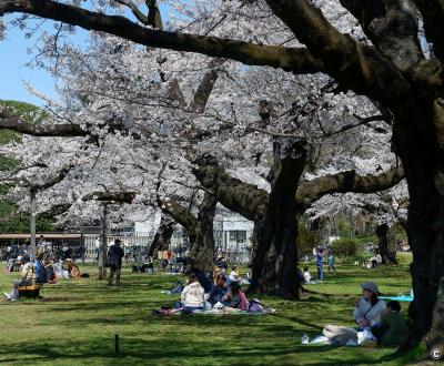 Parc Koganei (Tokyo), pique-nique sous les cerisiers en fleurs au printemps