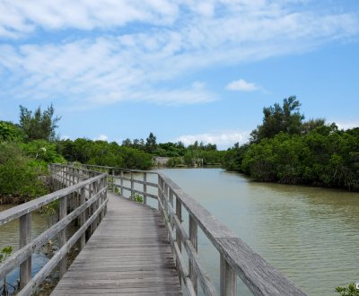 Mangrove de Shimajiri (Miyako-jima), vue sur la forêt depuis la promenade sur pilotis