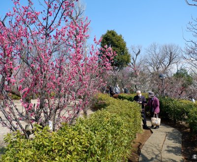 Parc Hanegi (Setagaya, Tokyo), pruniers en fleurs entre février et début mars
