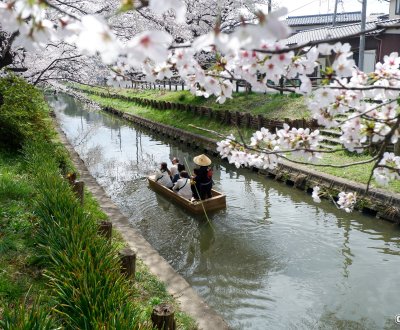 Shingashi-gawa (Kawagoe), balade en barque sur la rivière pendant la floraison des sakura