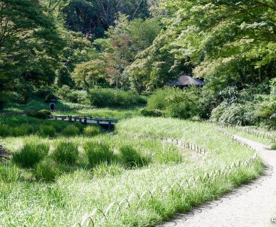 Meiji Jingu Gyoen (Tokyo), vue sur le champ d'iris en été et le pavillon Gazebo