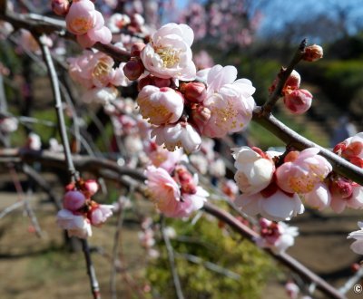 Parc Hanegi (Tokyo), pruniers en fleurs en février et début du printemps Risshun