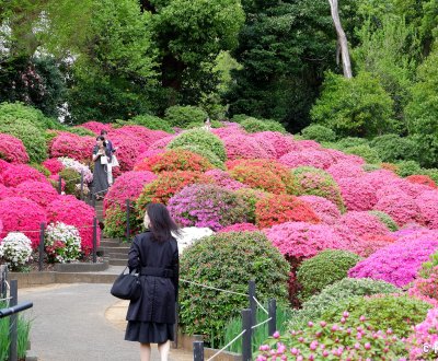Bunkyo Tsutsuji Matsuri (Tokyo), allée du jardin d'azalées du sanctuaire Nezu-jinja