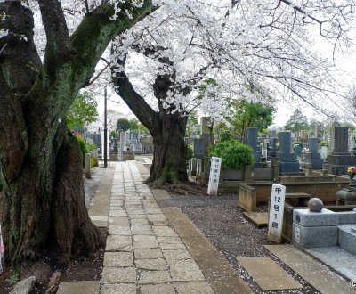 Cimetière de Yanaka (Tokyo), allée entre les tombes en période de sakura