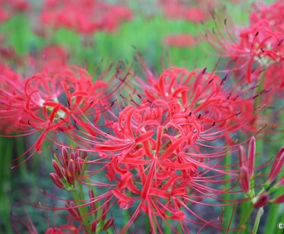 Kinchakuda Manjushage (Saitama), lycoris rouges en cours de floraison fin septembre