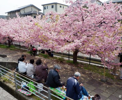 Yodo Suiro Waterway (Kyoto), Japonais en train de pique-niquer sous les cerisiers Kawazu en fleurs en mars