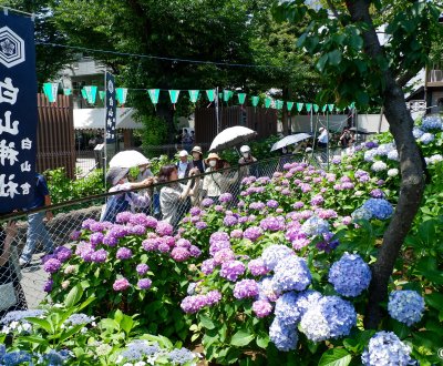 Hakusan-jinja (Tokyo), vue sur les hortensias en fleurs au pied de la colline Fujizuka 