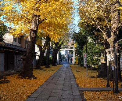Komagome Tenso-jinja (Tokyo), Allée de ginkgos dorés à l'automne