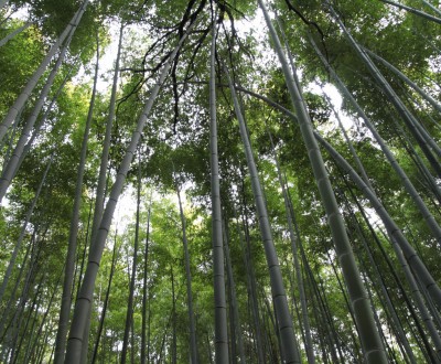 Forêt de bambous d'Arashiyama à Kyoto