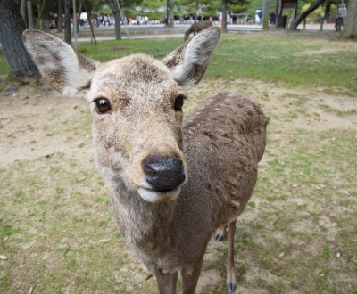 Parc de Nara, cerf shika