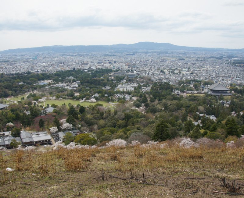 Nara, vue sur la ville depuis le Mont Wakakusa pendant la floraison des cerisiers
