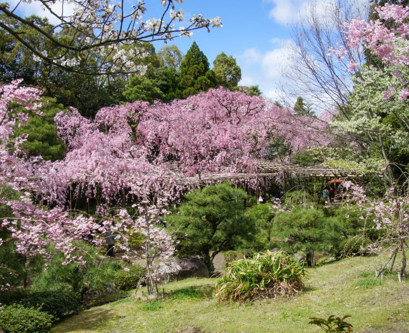 Heian-jingu (Kyoto), cerisiers pleureurs en fleurs début avril Heian-jingu (Kyoto), cerisiers pleureurs en fleurs début avril