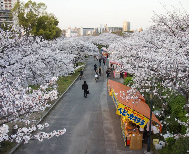 Parc Kema Sakuranomiya (Osaka), cerisiers en fleurs début avril 2 Parc Kema Sakuranomiya (Osaka), cerisiers en fleurs début avril 2