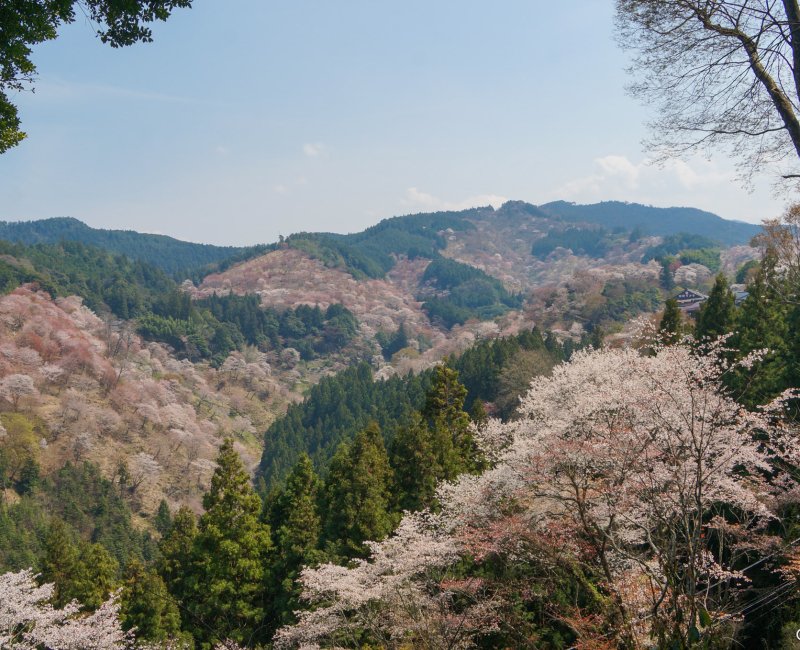 Mont Yoshino (Nara), forêt de sakura en fleurs en avril 2 Mont Yoshino (Nara), forêt de sakura en fleurs en avril 2