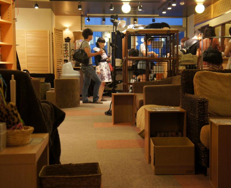 neko-cafe-nekorobi-ikebukuro