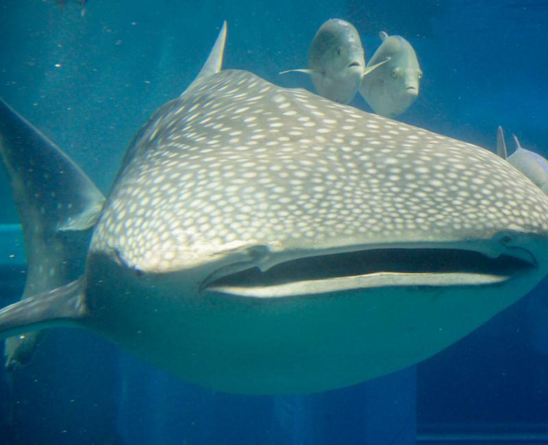 Aquarium Kaiyukan (Osaka), requin-baleine (mascotte)