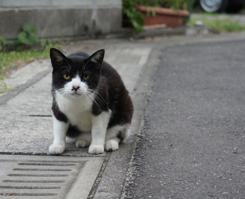 Chat croisé dans la rue au Japon 5 Chat croisé dans la rue au Japon 5