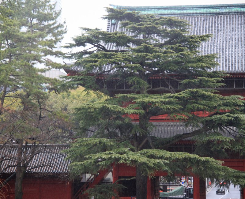 Zojo-ji à Tokyo, pin devant le porte principale San-gedatsu-mon