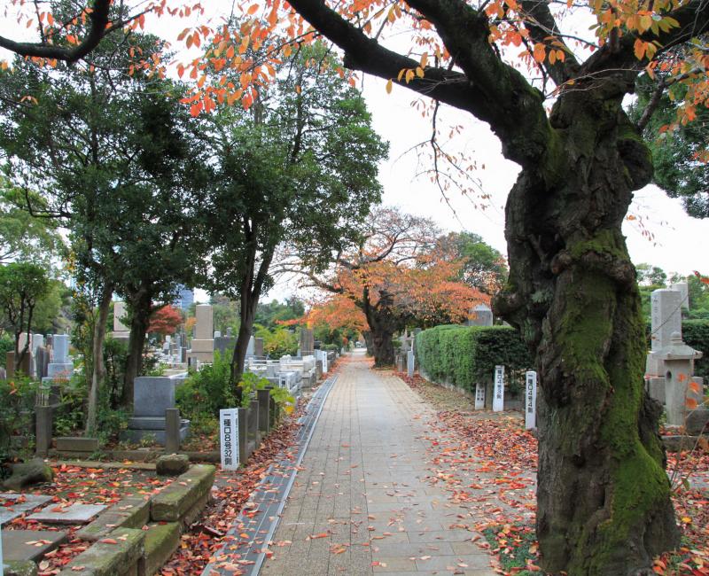 Cimetière Aoyama à Tokyo en automne 2