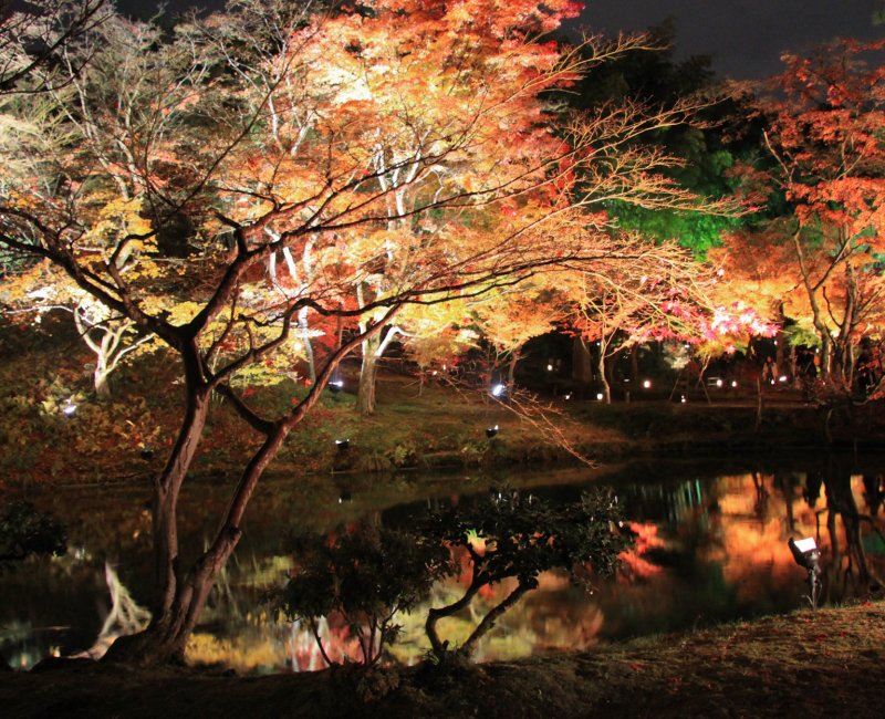 Kodai-ji (Kyoto), Illumination nocturne des momiji en automne 5 Kodai-ji (Kyoto), Illumination nocturne des momiji en automne 5
