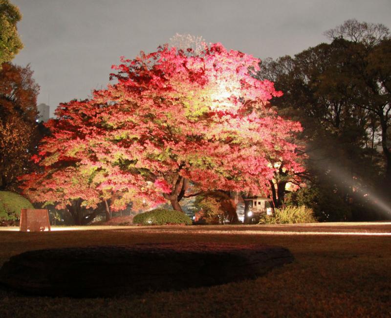Rikugi-en (Tokyo), vue nocturne d'un grand érable illuminé en automne