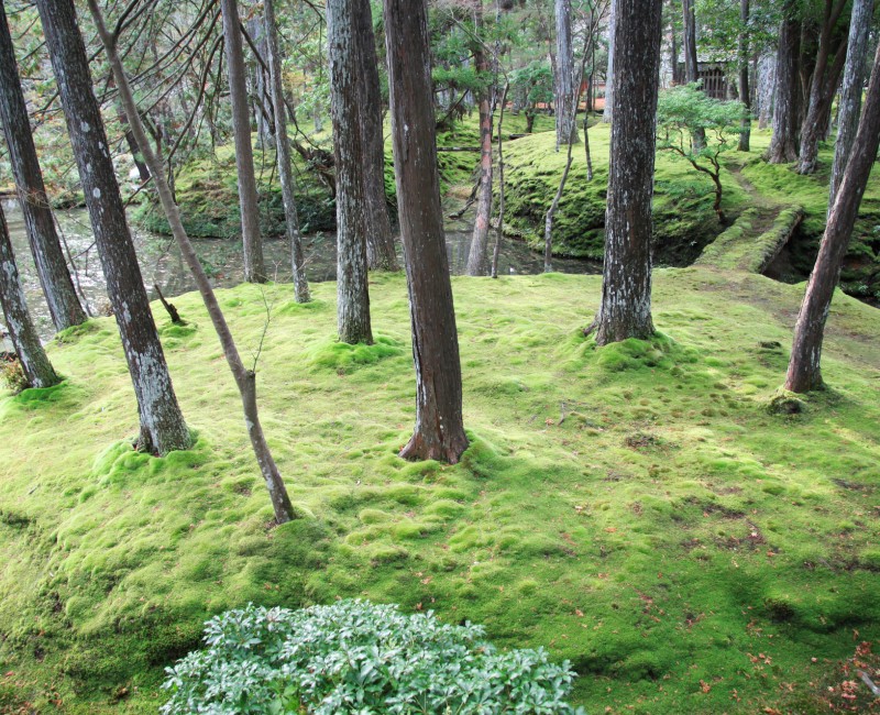 Saiho-ji temple Koke-dera (Kyoto), Jardin de mousses en automne 2 Saiho-ji temple Koke-dera (Kyoto), Jardin de mousses en automne 2