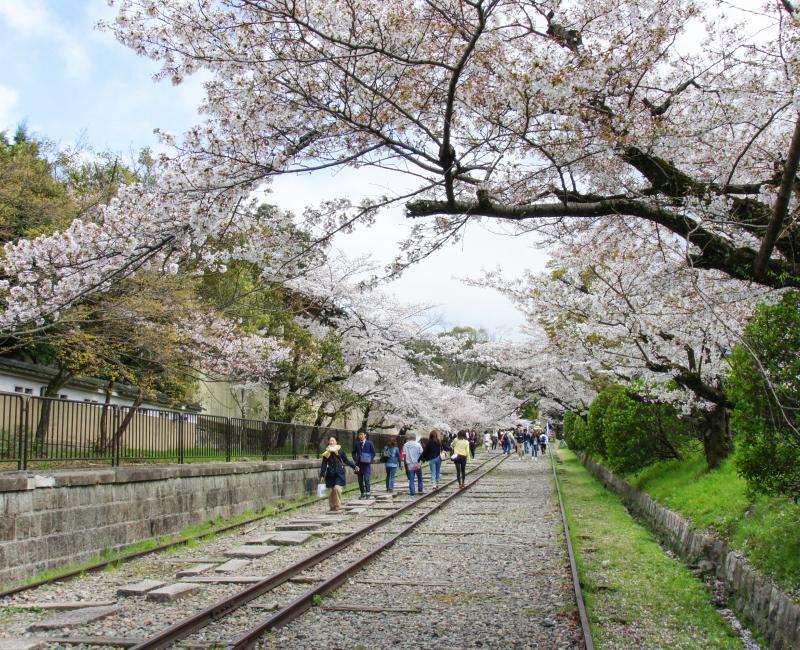 Keage Incline (Kyoto), voies de chemin de fer et cerisiers en fleurs au printemps 4 Keage Incline (Kyoto), voies de chemin de fer et cerisiers en fleurs au printemps 4