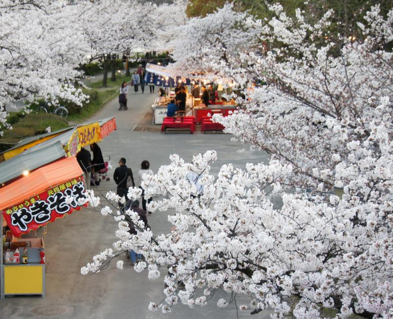 Parc Kema Sakuranomiya à Osaka, Stands de street food sous les cerisiers Parc Kema Sakuranomiya à Osaka, Stands de street food sous les cerisiers