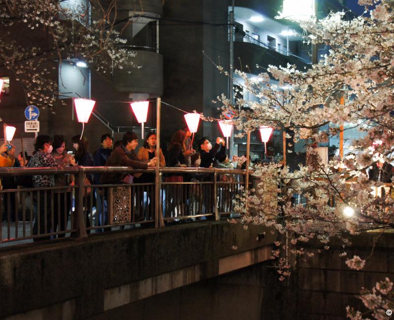  Naka Meguro-gawa à Shibuya (Tokyo), Visiteurs profitant du festival des Sakura et prenant des photos des illuminations 2